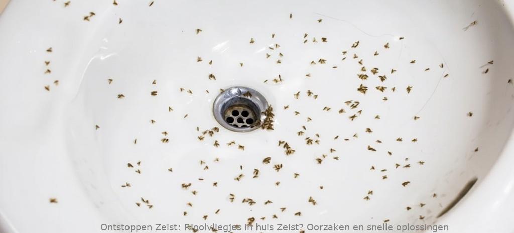 Rioolvliegjes in huis Zeist? Oorzaken en snelle oplossingen